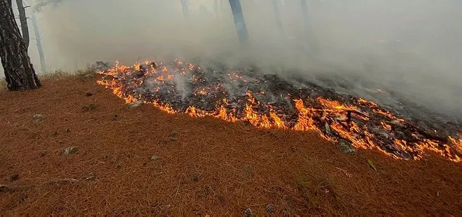Çanakkale’deki orman yangınlarından güzel haber