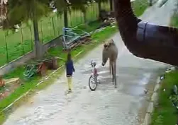 Sokakta oynayan çocuğa eşek saldırdı