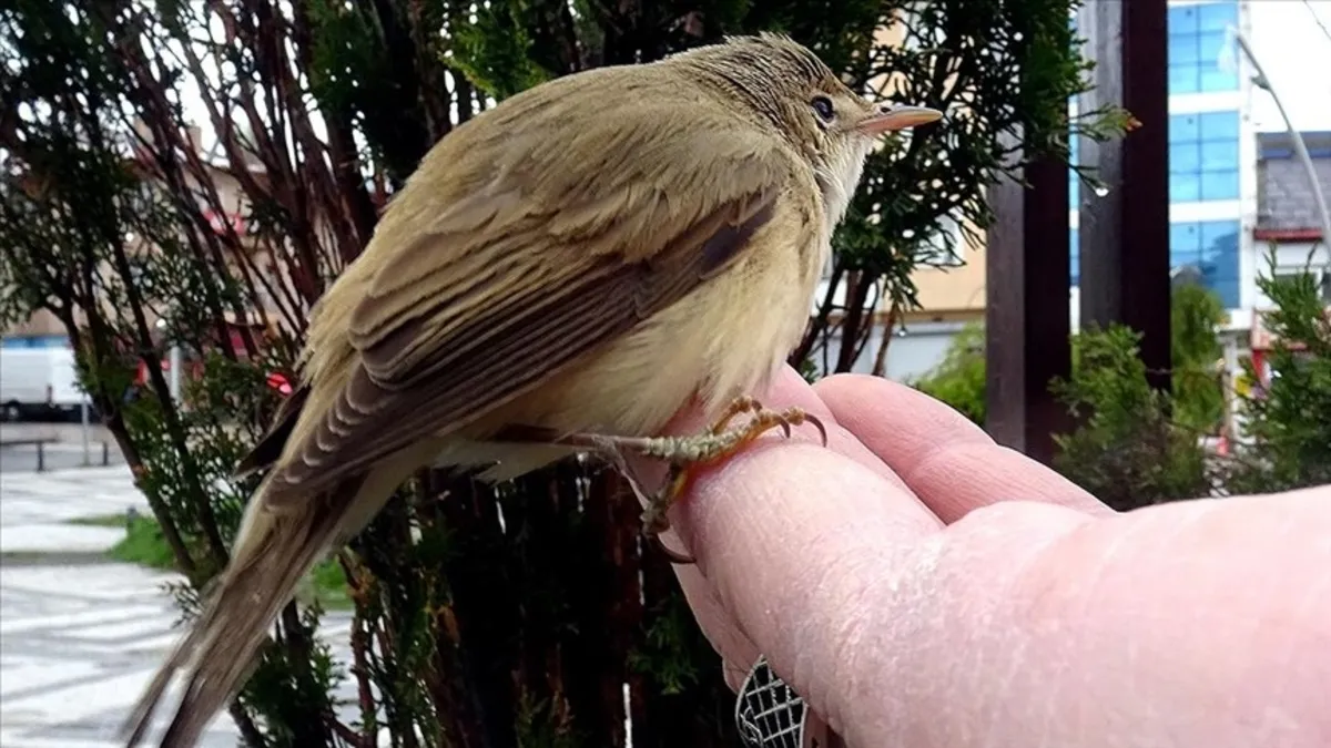 Şırnak’ta yaralı 4 kuş türü tedavi altına alındı