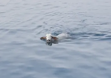 Denizden çıkan şoke etti! Gemiden kaçıp...