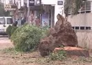 CHPli belediyeden İzmir’de ağaç katliamı! Narlıdere’de yol genişletme çalışması sırasında ağaçlar kesildi