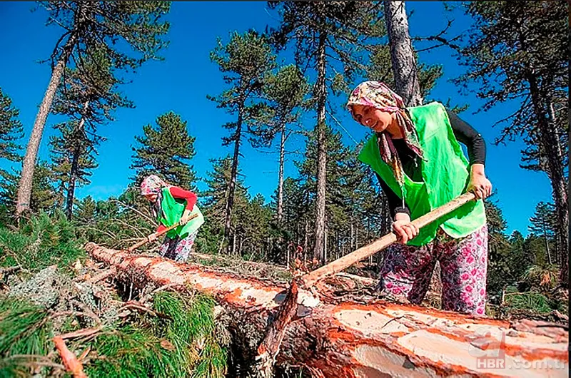 Orman Genel Müdürlüğü mevsimlik işçi alımı 2022 | Bakanlık duyurdu! Karar Resmi Gazete'de! İş arayanlara güzel haber 2