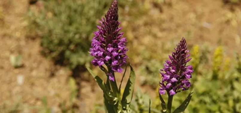 Salep soÄanı ile ilgili görsel sonucu