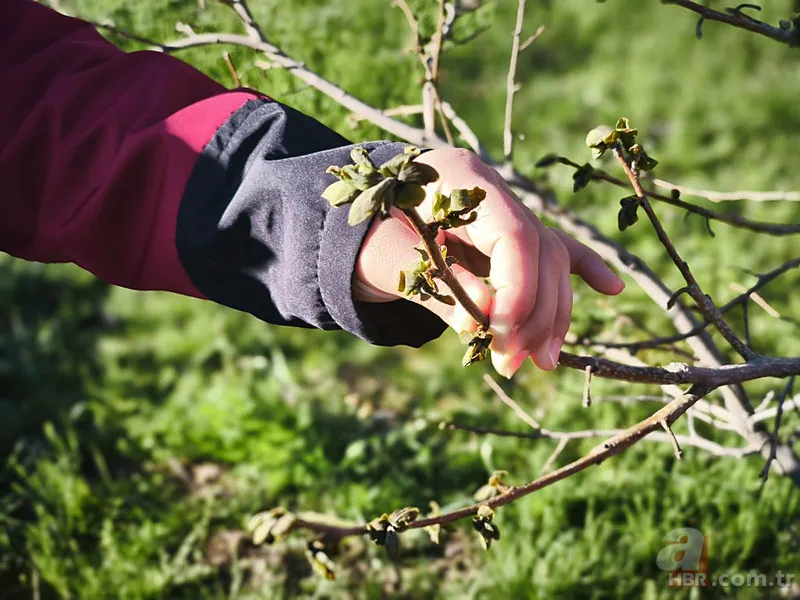 Şehir şehir zarar gören ürünler listesi: Fındık, Ceviz, Kiraz... Türkiye'de Zirai Don Haritası ortaya çıktı! 11