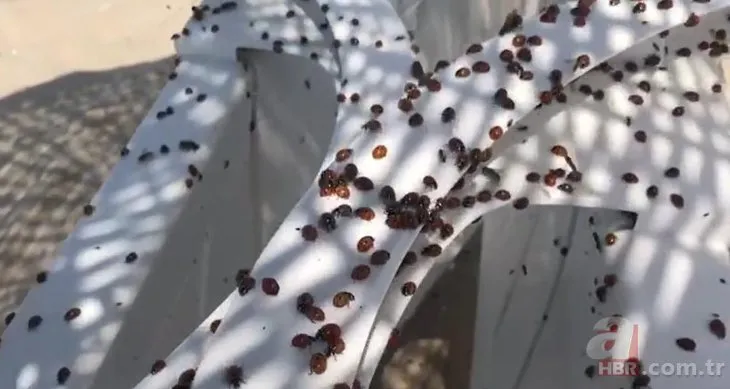 Tekirdağ’da uğur böceği istilası! Isırıyor: Tatilciler panik içinde🐞