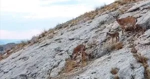 Kayalıklarda görüntülendi!