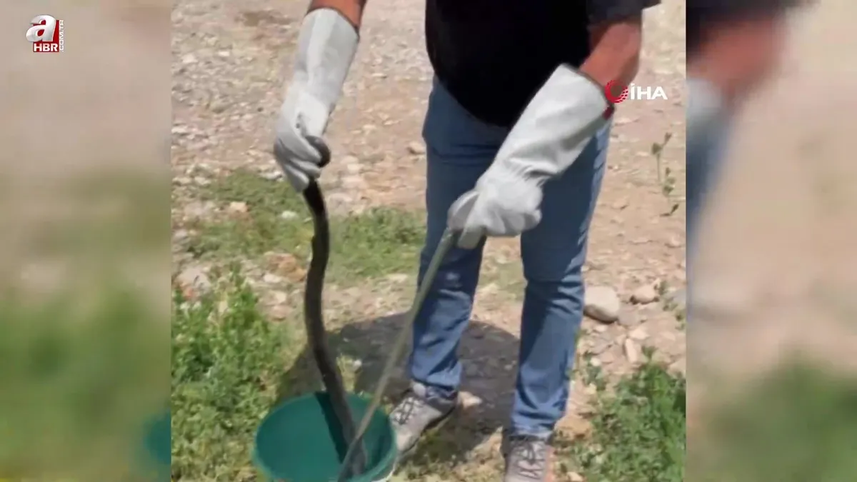 Tuvaletten çıkan şoke etti!