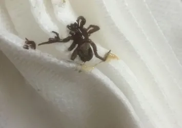 Ağrıyan kulağından örümcek çıkarıldı
