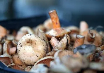 Kalp krizini tetikliyor: O mantarı sakın tüketmeyin!