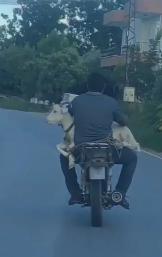 antalyada-kecinin-motosiklet-yolculugu-kamerada-1631865961928.jpg Antalya’da keçinin motosiklet yolculuğu kamerada - 2