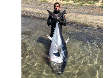 Zıpkınla 130 kiloluk orkinos avladı