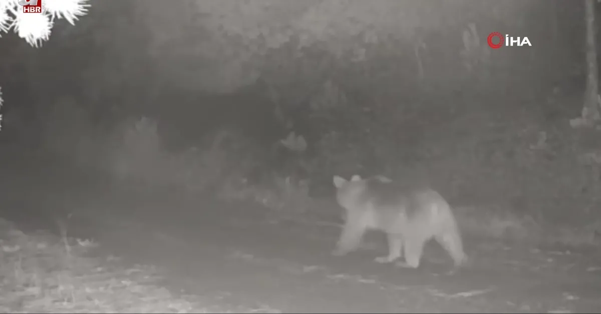 Görüntüler Çankırı'dan! Ormanda yiyecek arayan anne ayı ve yavrusu fotokapanda