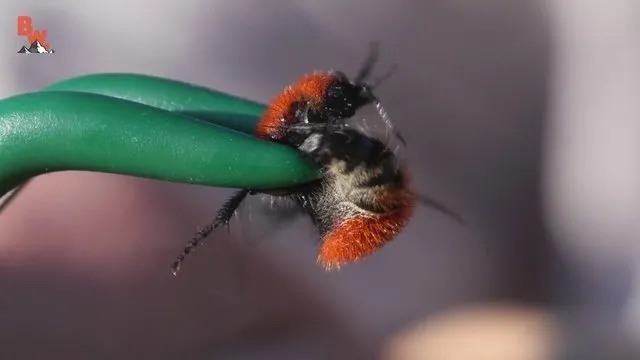 Kendisini pepsis arısına ısırttı!