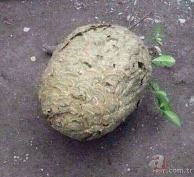 Onları görenler şaştı kaldı! 23