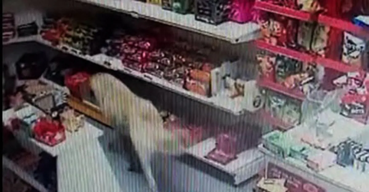 Sivas'ta şaşırtan olay! Markete giren köpek öyle bir şey yaptı ki...