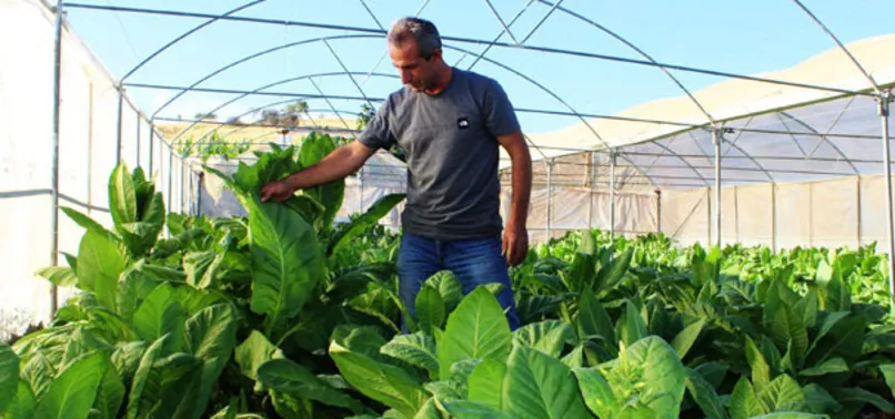 Serada yetiştirdiği tütünden kısa sürede iki katı verim aldı