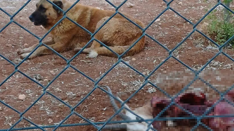 Köpekler koruma altındaki ceylanları parçalayarak yedi