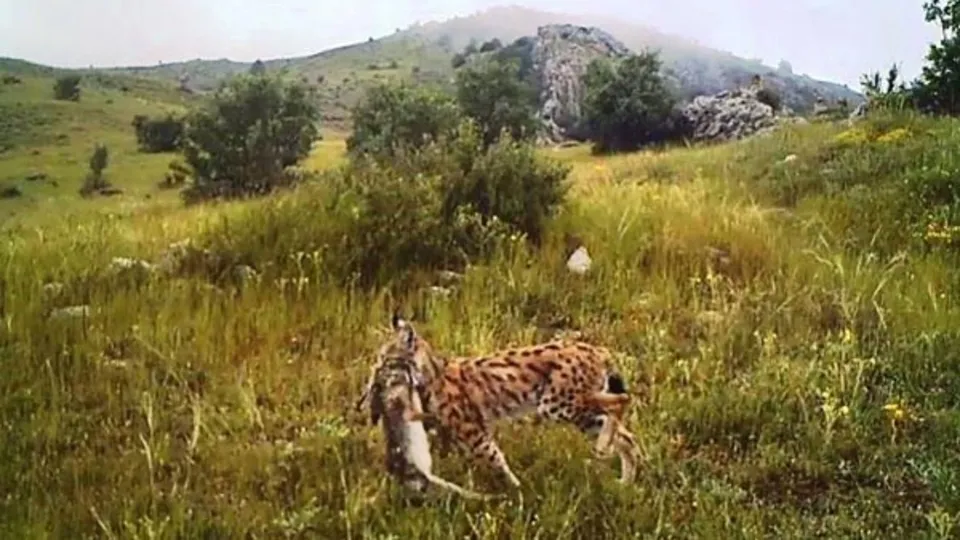 Afrika değil Giresun! Fotokapana yakalandı