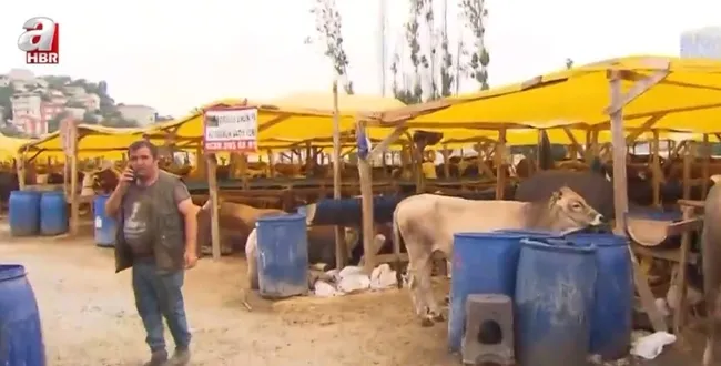 Kurban pazarında bayram yoğunluğu! Fiyatlarda düşüş var mı?