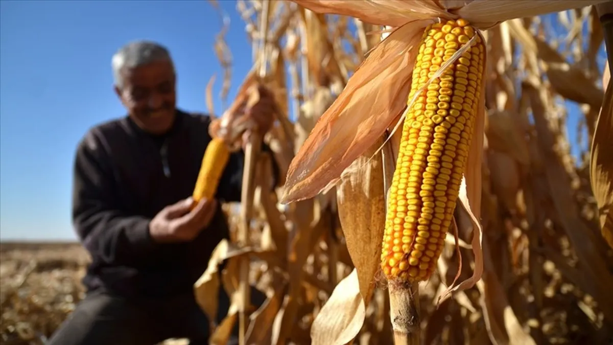 Ticaret Bakanlığından 1 milyon ton mısır ithalatı için kontenjan