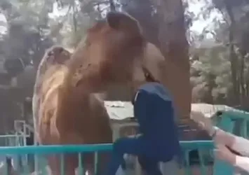 Denizli'de hayvanat bahçesinde dehşete düşüren görüntüler! Deve küçük çocuğa öyle bir şey yaptı ki...