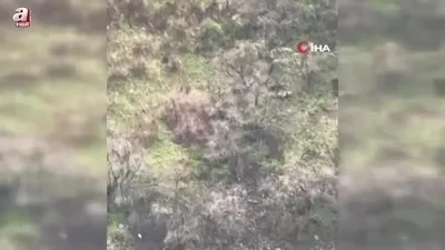 Anne boz ayı 2 yavrusuyla kamerada