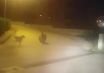 Artvin’de ayı paniği! O anlar kamerada
