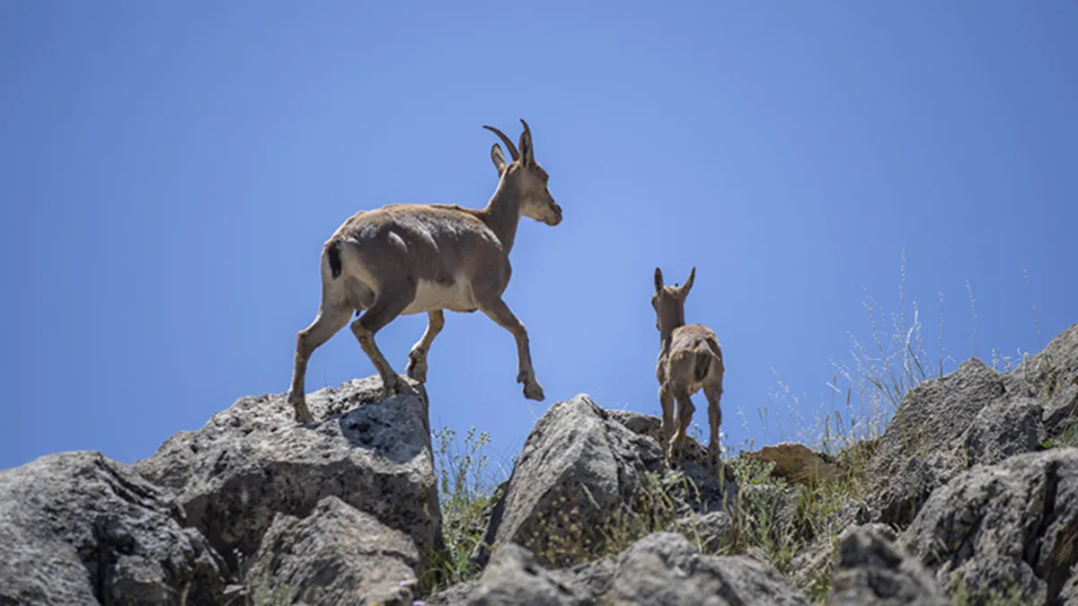 Diyarbakır'da dağ keçilerini kaçak avlayanlara 940 bin lira ceza kesiliyor