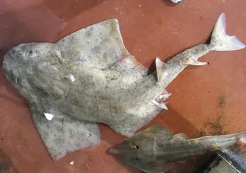 Binlerce liraya satılıyor! Avlanması yasak balıklar açık artırmada