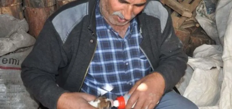 Sokakta bulduğu köpekleri biberonla besliyor