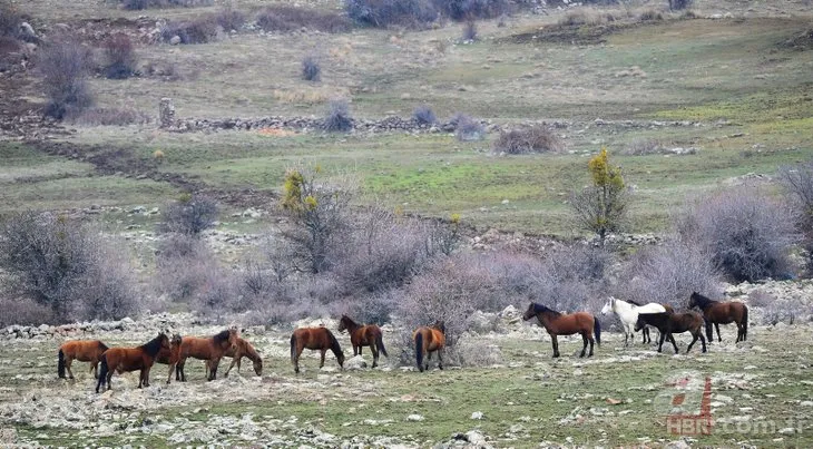 Murat Dağı’ndaki yılkı atlarının sayısı artıyor