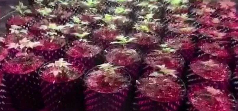 İstanbul'da uyuşturucu operasyonu! Esrar ve kök Hint keneviri ele geçirildi