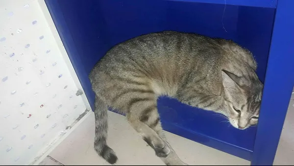 Böyle vicdansızlık görülmedi! Hamile kediyi köpeğe parçalattılar - 2