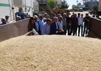 Mardin'de sezonun ilk arpa hasadı yapıldı!