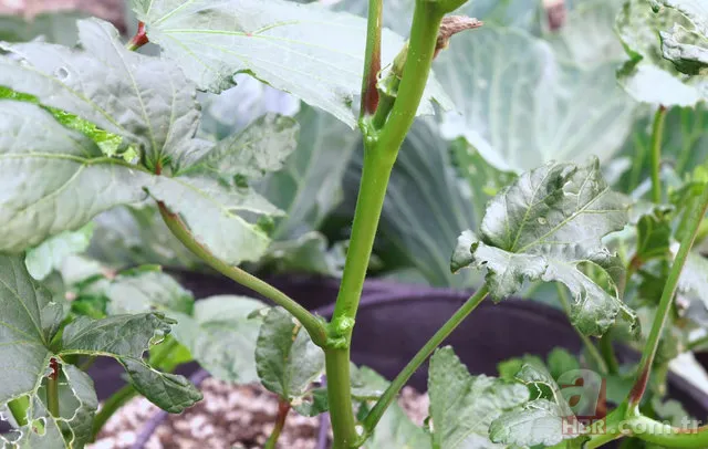 Muz kabuğuyla ayakkabınızı silerseniz... 23