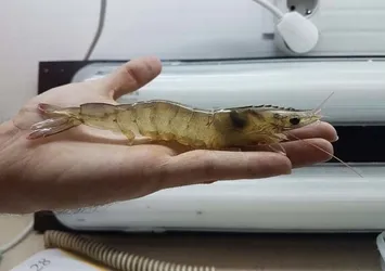 Karidese yatırım 400 bin lira kazandırıyor