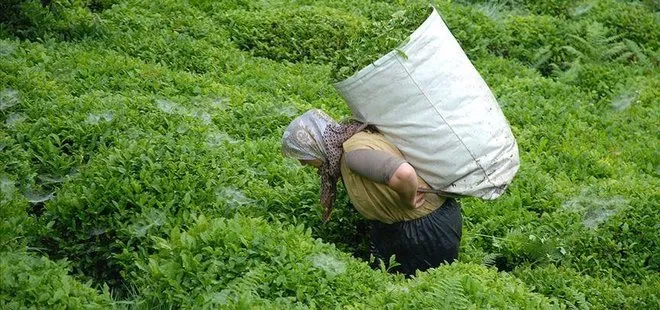 Tarım ve Orman Bakanlığı duyurdu! 2024 yılı yaş çay alım fiyatı belli oldu | İşte güncel fiyatı...