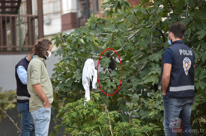Antalya'da vahşet! Ağaca asılı halde bulundular 1