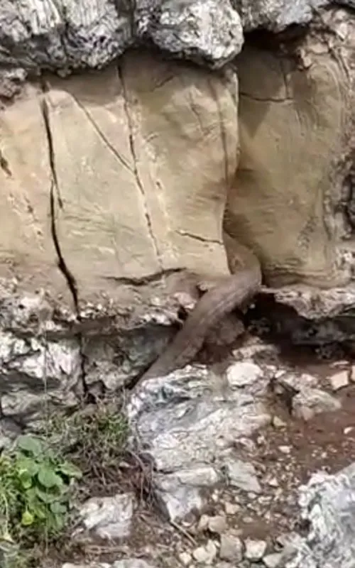 Sıcaklarla birlikte ortaya çıktılar! Kayalıklar arasında görülen 2 metrelik dev yılan...