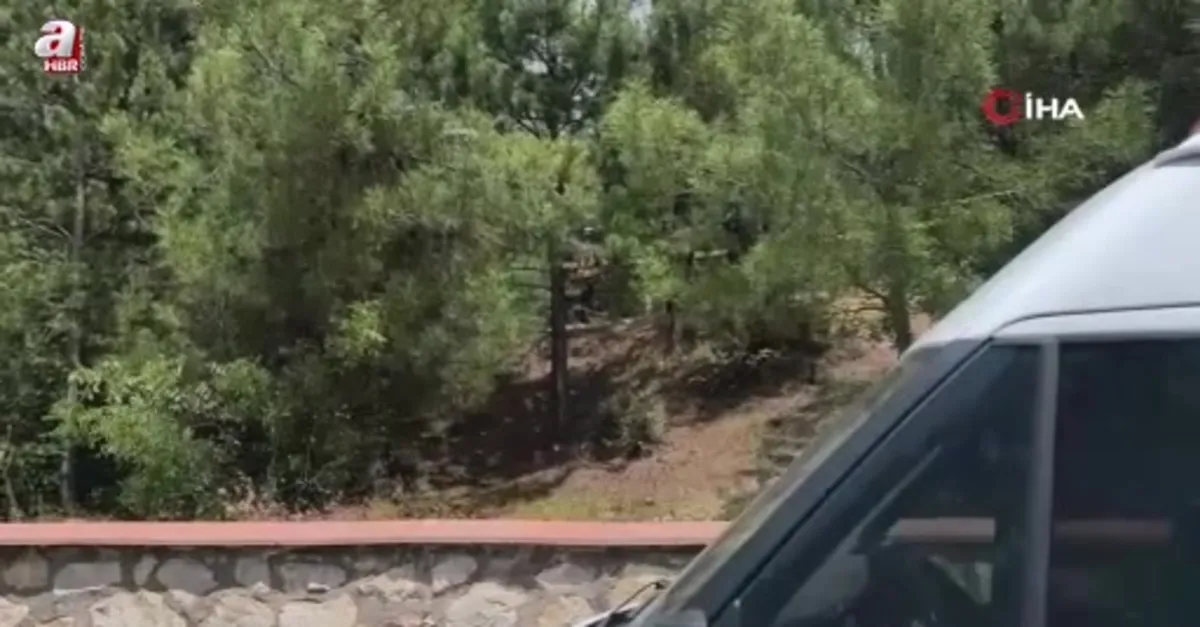 Ağaca asılı halde erkek cesedi bulundu
