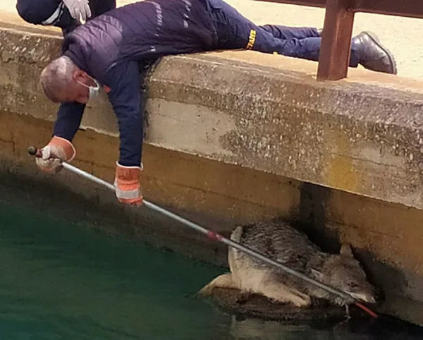 Mardin Nusaybin'de sulama kanalına düşen kurt itfaiye ekipleri tarafından kurtarıldı - 2
