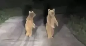 Yavru ayılar köy yoluna indi