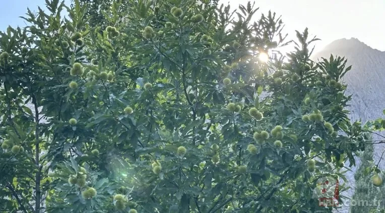 İnternetten gördü yapılamaz denileni yaptı! İlçede bir ilk: Hasat için geri sayım başladı 1