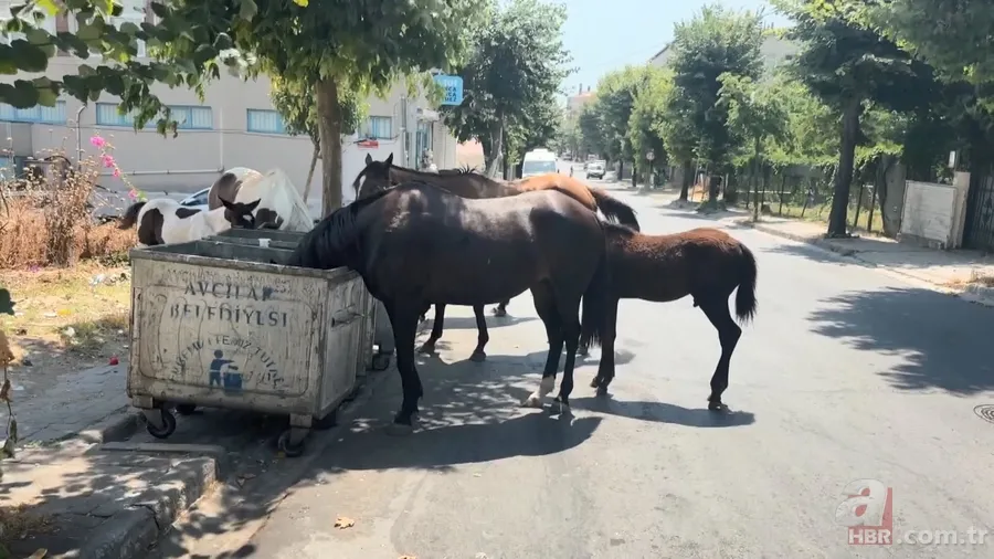 İstanbul'da şimdi de sahipsiz 'sokak atları' sorunu! Sürü halinde dolaşıp çöpleri karıştırıyorlar, trafiği birbirine katıyorlar 1