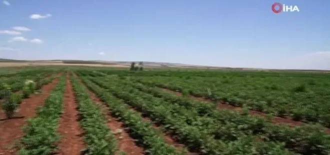 Gaziantep’te Haydi Tarladan Sofraya projesi ile çiftçi ile tüketici buluşturulacak