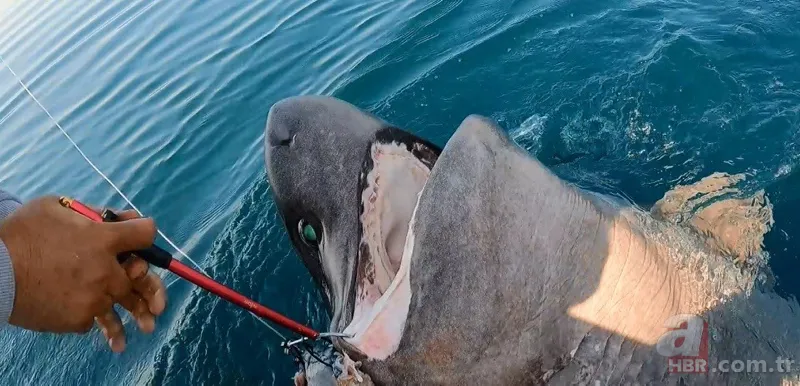 Levrek yakaladığını zannetti! Oltasına takılan balığı görünce gözlerine inanamadı 14
