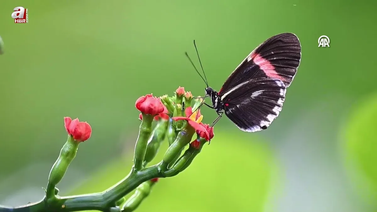 Belgeselleri aratmayan görüntüler! Osher Yağmur Ormanı'ndaki farklı türler ziyaretçilerin ilgi odağı