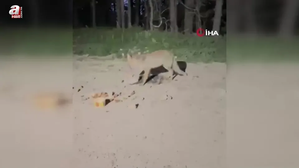 Uludağ’da tilkileri besledi