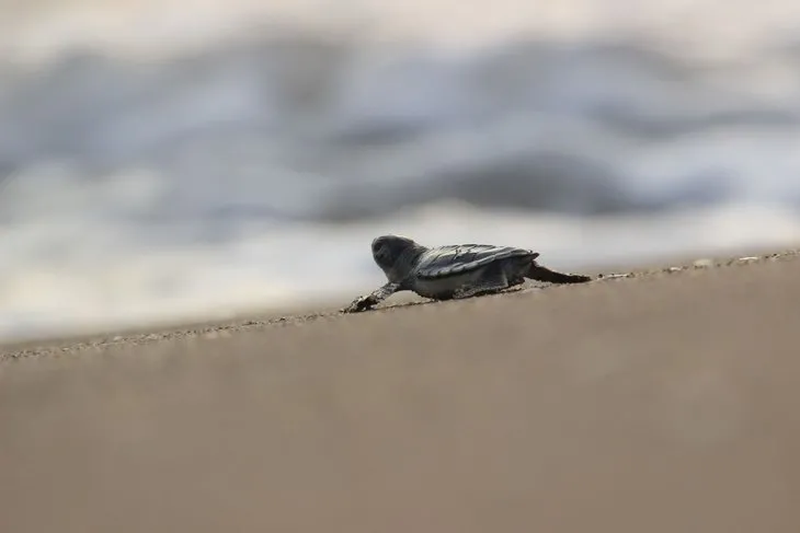 Binlerce kaplumbağa yavrusu denizle buluştu