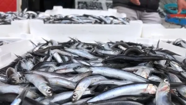 Hamsi fiyatları ne kadar oldu? Tezgahlardaki yerini aldı